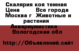 Скалярия коя темная › Цена ­ 50 - Все города, Москва г. Животные и растения » Аквариумистика   . Вологодская обл.
